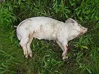 Carcaça de porco morto recentemente