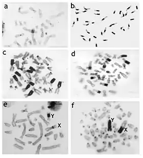 Allocricetulus eversmanni