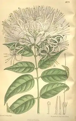 Exostemma subcordatum.