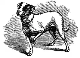 "Cão observando gato em cima da mesa"