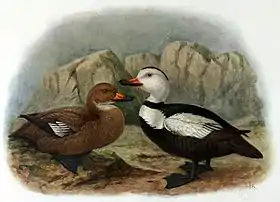 Pato-do-Labrador(Camptorhynchus labradorius) (extinto)