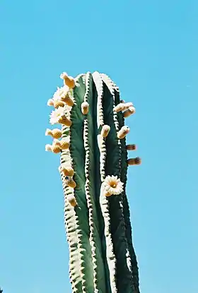Pachycereus pringlei