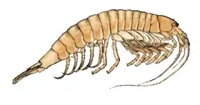Anaspides tasmaniae