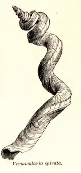 Ilustração (1903) da concha de Vermicularia spirata (Philippi, 1836), do sudeste da Flórida, Bermudas e Antilhas; pertencente à subfamília Vermiculariinae.
