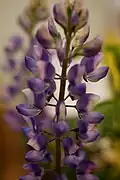 Lupinus succulentus.
