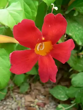 Amphilophium buccinatorium