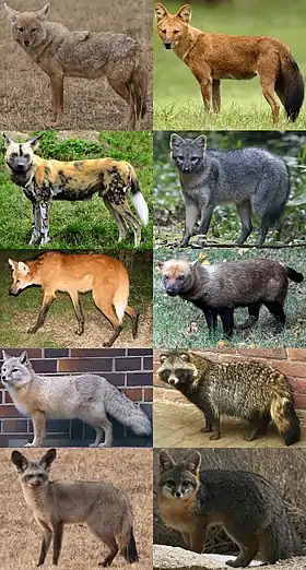 Principais gêneros de canídeo: Canis, Cuon, Lycaon, Cerdocyon, Chrysocyon, Speothos, Vulpes, Nyctereutes, Otocyon e Urocyon