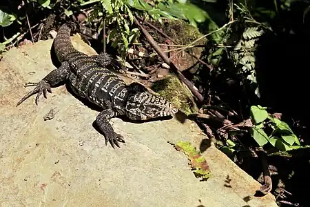 Teiú (Salvator merianae)