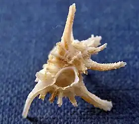 Vista inferior da concha de F. martini, das Filipinas; antes classificada no gênero Murexiella, agora em desuso.