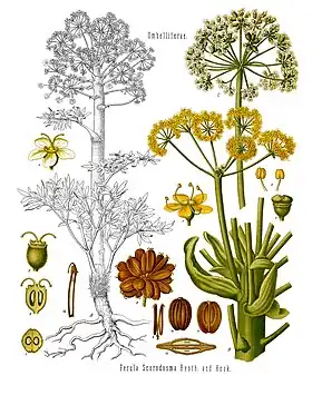 Ferula assafoetida