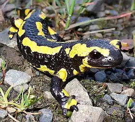 Salamandra salamandra