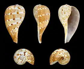 Ficus ficus ( Ficidae )