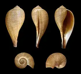 Cinco vistas da concha de Ficus gracilis (Lightfoot, 1786), encontrada no leste da Ásia.