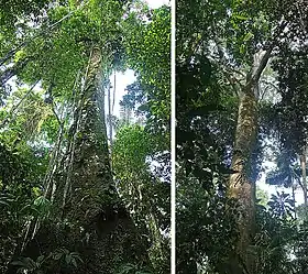 tronco e copa da quaxinduba