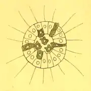 Fagocitela. Imagem que mostra parte do conceito da fagocitela de Méchnikov.