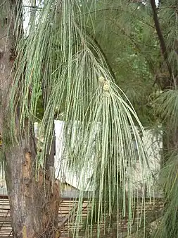 Casuarina equisetifolia (ilha da Reunião).