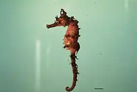 Espécime do golfo do México avistado em 2009