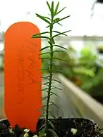 Uma plântula do primeiro ano com folhas juvenis.