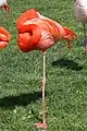 Flamingo.