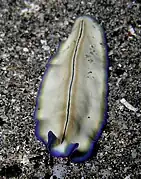 Pseudoceros monostichos, um verme marinho