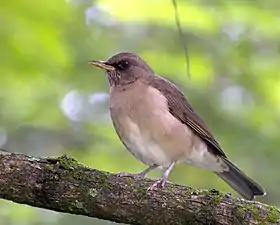 Sabiá-poca no Horto Florestal de São Paulo, Brasil.