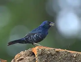 Tiziu macho em Jaú, Estado de São Paulo, Brasil





Canto do macho







Problemas para escutar este arquivo? Veja a ajuda.