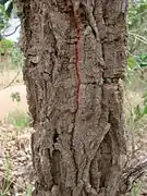 Connarus suberosus (ritidoma).