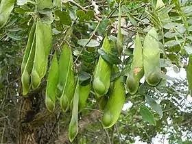 Platypodium elegans no Parque Olhos D'Água, em Brasília