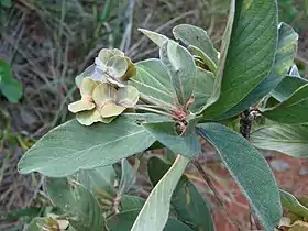 Terminalia fagifolia no Jardim Botânico de Brasília