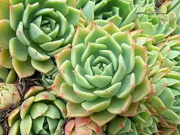 Echeveria crassulaceae