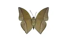 Vista inferior de Anaeomorpha splendida, sem os ocelos na metade inferior das asas posteriores ou pequenas pontuações brancas, presentes em A. mirifica. A região mais escura de suas asas também apresenta um castanho forte, ausente em splendida.