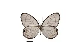 D. polita, vista inferior.