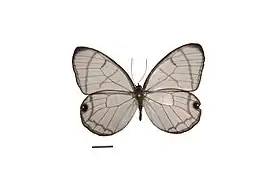 D. polita, vista superior.