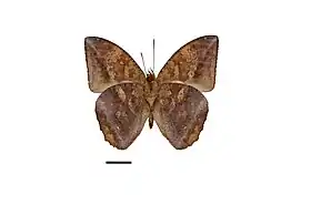 Vista inferior de N. obidos.