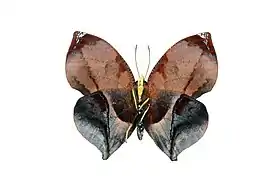 Vista inferior do macho de S. galanthis (ex Anaea marthesia).