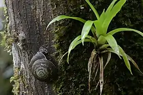 Exemplar de Caracolus caracolla (Linnaeus, 1758), Pleurodontidae de Porto Rico (El Yunque National Forest).