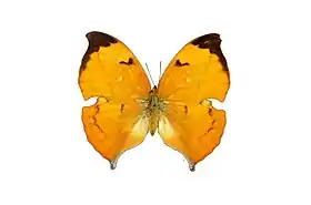 Vista superior da fêmea de Z. isidora. O gênero Zaretis fora, outrora, um subgênero de Anaea.