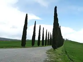 Cupressus sempervirens (Mediterranean Cypress), Tuscania, Itália