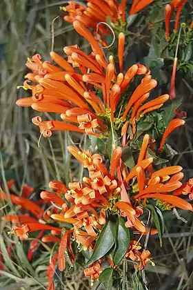 Pyrostegia venusta