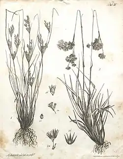 Luzula purpureosplendens (in Flora Azorica, tab. IV).