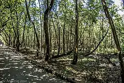 Um dos variados tipos de vegetação presente.