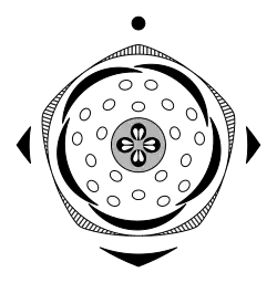 Diagrama floral de Pyrus communis.