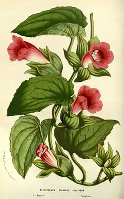 Lophospermum scandens (ilustração).