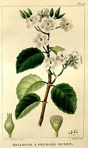 Bellonia aspera