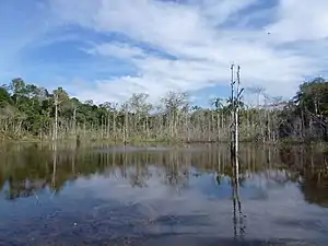 Campinarana em Manaus, AM.