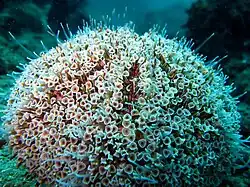 Toxopneustes pileolus.