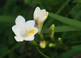 Freesia alba.
