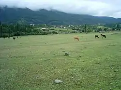 Vacas pastando na antiga pista de pouso nas redondezas de Sachkhere
