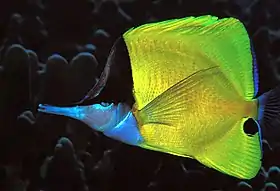 Forcipiger flavissimus