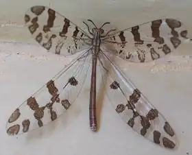 Exemplar adulto(Caetité-BA)